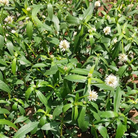 倒種植物|Alternanthera philoxeroides (Mart.) Griseb. 